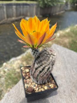 Preview: Echinocereus ctenoides